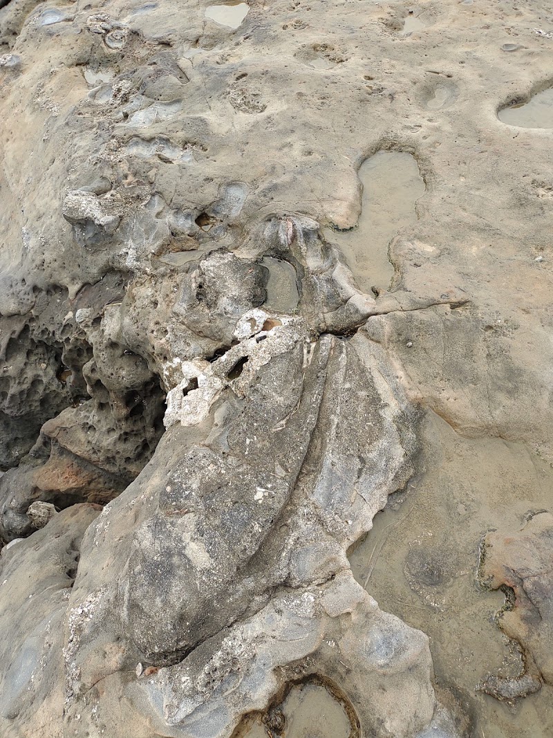 石見畳ヶ浦 クジラの化石（アゴの骨）
