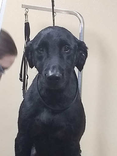 Pet Store «Pet Valu», reviews and photos, 1729 Quentin Rd, Lebanon, PA 17042, USA