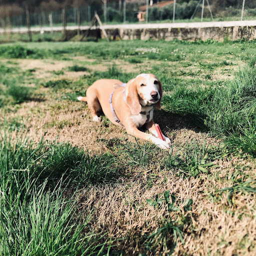 Pensioni per cani e dog hotel a Mati's Garden