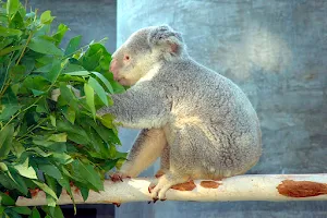Koalas image