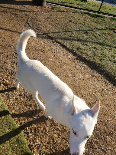 Dog Park «Irving Dog Park», reviews and photos, 4140 Valley View Ln, Irving, TX 75038, USA