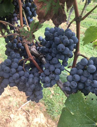 Vineyard «Boordy Vineyards», reviews and photos, 12820 Long Green Pike, Hydes, MD 21082, USA