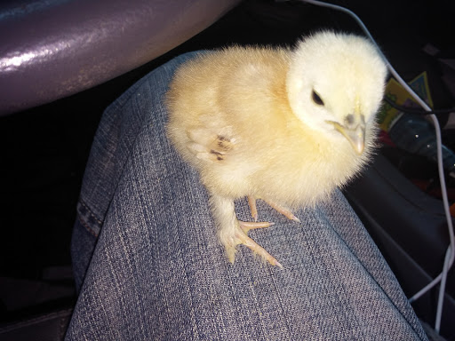 Pet Supply Store «College Greens Pet Center», reviews and photos, 3311 Julliard Dr # A, Sacramento, CA 95826, USA