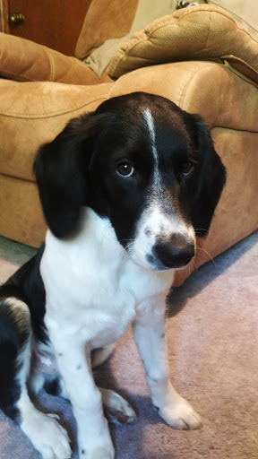 Pet Supply Store «PetSmart», reviews and photos, 45 Park Pl Dr, Covington, LA 70433, USA