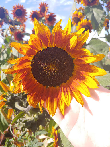 Market «E Z Orchards Farm Market», reviews and photos, 5504 Hazelgreen Rd NE, Salem, OR 97305, USA