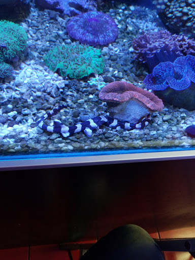 Pet Store «Hooked On Fish And Corals», reviews and photos, 2576 W 84th St, Hialeah, FL 33016, USA