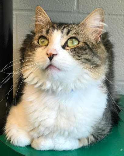 Animal Shelter «One of A Kind Pet Rescue», reviews and photos, 1929 W Market St, Akron, OH 44313, USA