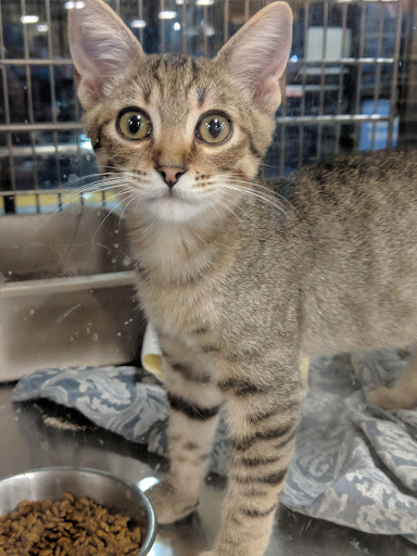 Pet Supply Store «PetSmart», reviews and photos, 1196 W Olive Ave, Merced, CA 95348, USA