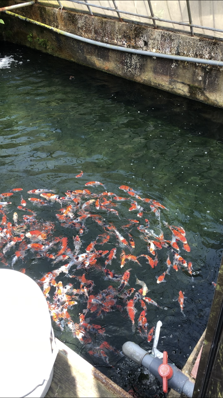 松井養魚場