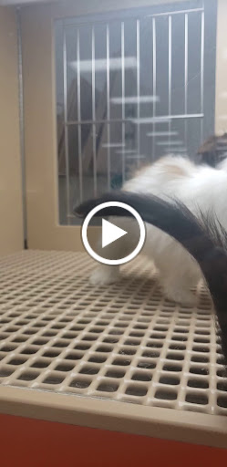 Pet Store «Petland Las Vegas», reviews and photos, 8800 W Charleston Blvd #3, Las Vegas, NV 89145, USA