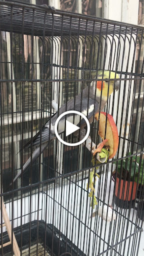 Plant Nursery «Bonita Nursery & Florists», reviews and photos, 3510 Santa Fe Ave, Long Beach, CA 90810, USA