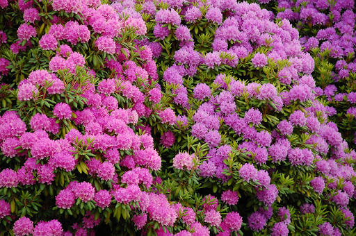 Park «Clyde Beach Park», reviews and photos, 2 92nd Ave NE, Bellevue, WA 98004, USA