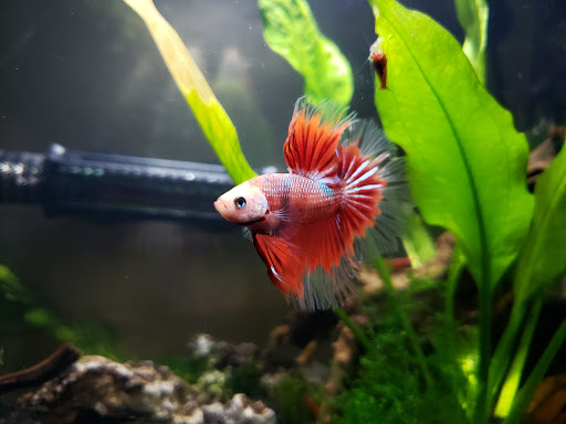 Pet Store «Exotic Fish», reviews and photos, 406 Northside Dr # F, Valdosta, GA 31602, USA