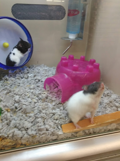 Pet Supply Store «Pet Supplies Plus», reviews and photos, 120 Sara Way, Belle Vernon, PA 15012, USA
