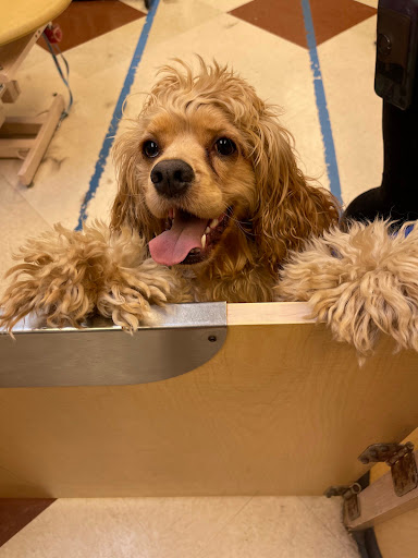 Pet Supply Store «PetSmart», reviews and photos, 2435 NW Federal Hwy, Stuart, FL 34994, USA