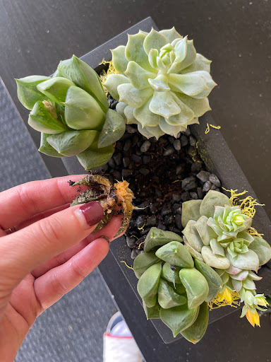 Florist «King florist of Austin», reviews and photos, 1806 W Koenig Ln, Austin, TX 78756, USA