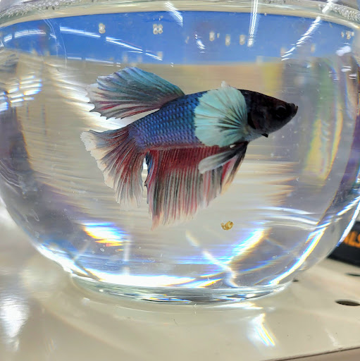 Pet Supply Store «Pet Supermarket, Inc.», reviews and photos, 380 E Michigan St, Orlando, FL 32806, USA