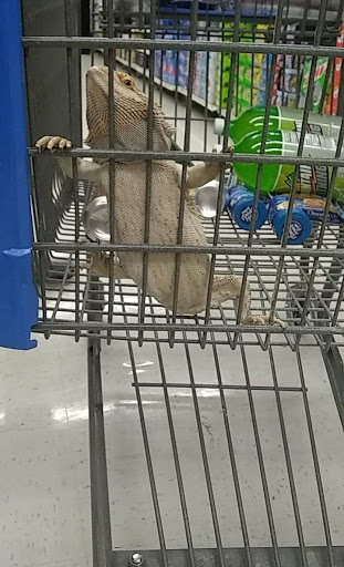 Department Store «Walmart Supercenter», reviews and photos, 350 Robert Smalls Pkwy, Beaufort, SC 29906, USA