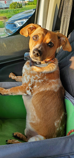 Pet Supply Store «EarthWise Pet Supply», reviews and photos, 7316 Yankee Rd, Liberty Township, OH 45044, USA