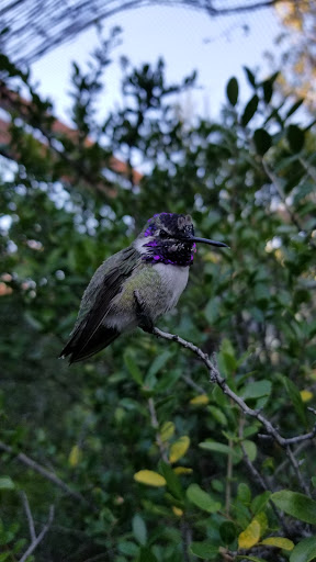 Natural History Museum «Arizona-Sonora Desert Museum», reviews and photos, 2021 N Kinney Rd, Tucson, AZ 85743, USA