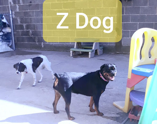 Z Dog Day Care