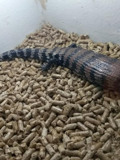 Reptile Store «Pet Palace», reviews and photos, 1442 N Hollenbeck Ave, Covina, CA 91722, USA