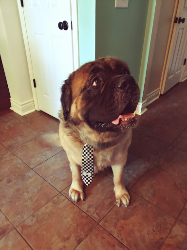 Pet Supply Store «Pet Supplies Plus», reviews and photos, 208 St James Ave, Goose Creek, SC 29445, USA