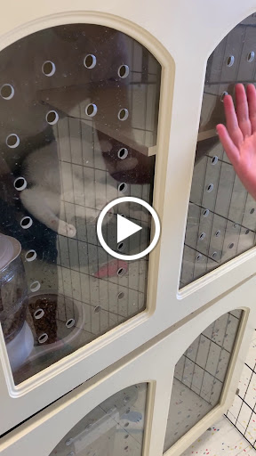 Pet Supply Store «Petco Animal Supplies», reviews and photos, 8164 Mall Pkwy, Lithonia, GA 30038, USA