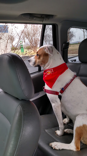 Pet Supply Store «PetSmart», reviews and photos, 1110 Hospitality Dr, Rock Hill, SC 29730, USA