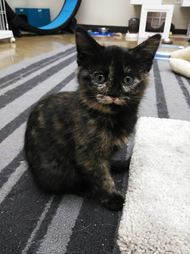 Pet Supply Store «Pet Supplies Plus», reviews and photos, 345 Willow Bend, Crystal, MN 55428, USA