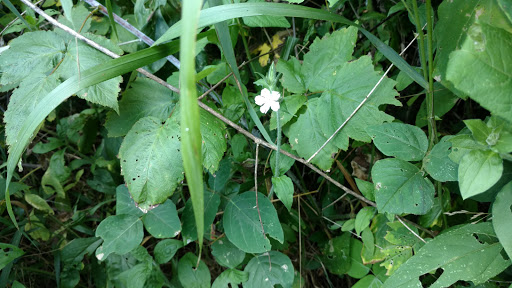 Nature Preserve «Kelley Nature Preserve», reviews and photos, 297 OH-126, Loveland, OH 45140, USA