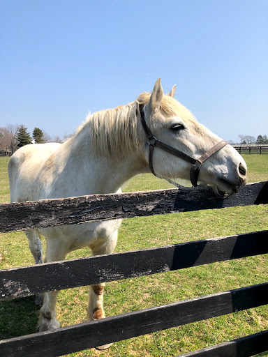 Winery «Martha Clara Vineyards», reviews and photos, 6025 Sound Ave, Riverhead, NY 11901, USA