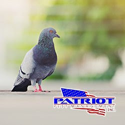 Patriot Pest Management, Inc