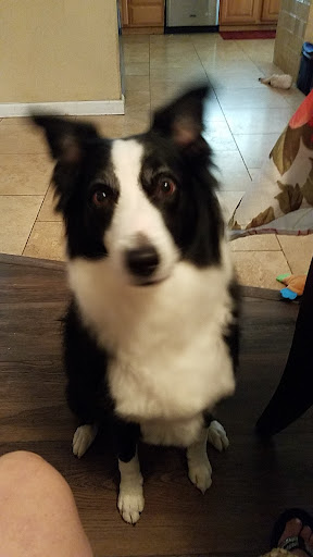 Pet Supply Store «Bark Avenue», reviews and photos, 4781 Granite Dr, Rocklin, CA 95677, USA