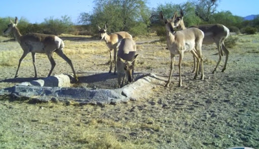 Wildlife Rescue Service «Southwest Wildlife Conservation Center», reviews and photos, 27026 N 156th St, Scottsdale, AZ 85262, USA