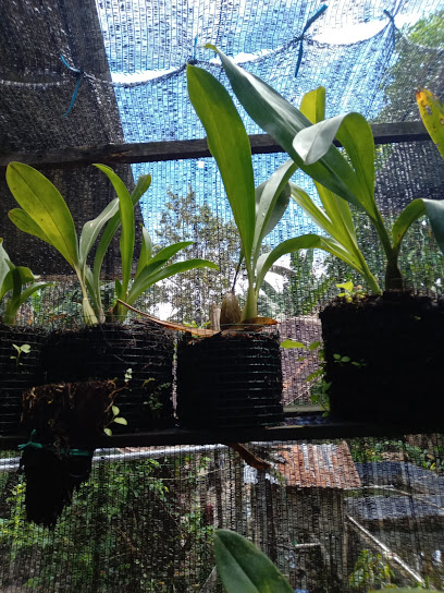 Jual Bibit Tanaman Hortikultura Tanaman Hias dan Kayu Kayan
