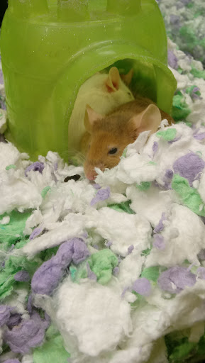 Pet Supply Store «PetSmart», reviews and photos, 47142 Michigan Ave, Canton, MI 48188, USA