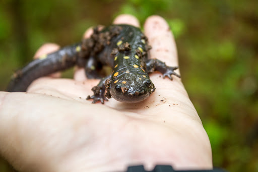 Nature Preserve «Melvin L. Newman Wetlands Center», reviews and photos, 2755 Freeman Rd, Hampton, GA 30228, USA