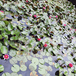 Photo n° 1 de l'avis de muzard.e fait le 03/07/2021 à 15:40 pour Les jardins aquatiques d'Acorus à Autoreille