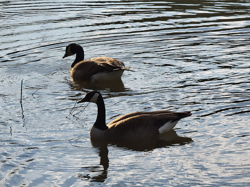 Park «Bowie Nature Park», reviews and photos, 7211 Bowie Lake Rd, Fairview, TN 37062, USA