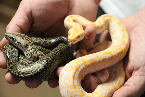 Tropical Fish Store «Ocean Gallery», reviews and photos, 980 US-22, North Plainfield, NJ 07060, USA