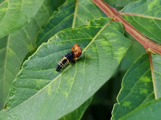 Park «The Crape Myrtle Trails of McKinney», reviews and photos, 6452 Collin McKinney Pkwy, McKinney, TX 75070, USA