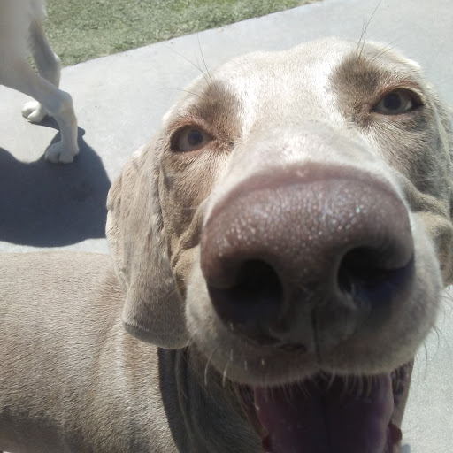 Pet Supply Store «Centinela Feed & Pet Supplies», reviews and photos, 4700 Pacific Coast Hwy, Long Beach, CA 90804, USA