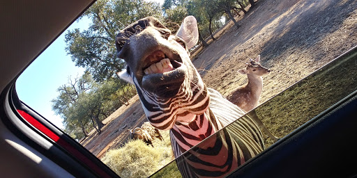 Zoo «The Exotic Resort Zoo», reviews and photos, 235 Zoo Trail, Johnson City, TX 78636, USA