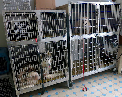 Clinique Vétérinaire du Docteur Remy Patricia à Munster