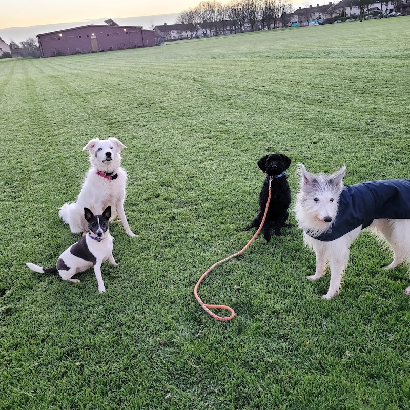 Dublin Pet School Dog Training
