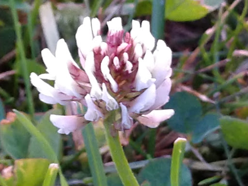 Campground «Cooperstown KOA», reviews and photos, 565 Ostrander Rd, Richfield Springs, NY 13439, USA