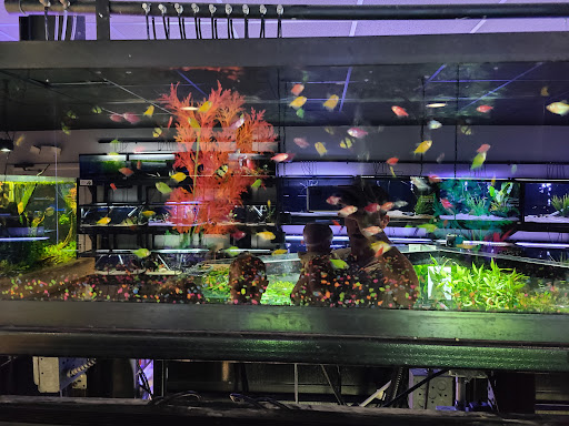 Pet Supply Store «Fish Gallery», reviews and photos, 26002 I-45, Spring, TX 77396, USA