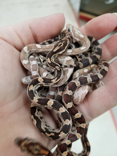 Pet Groomer «Pet World», reviews and photos, 4033 W Mercury Blvd, Hampton, VA 23666, USA