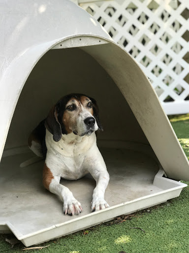 Pet Store «Happy, Clean and Smart», reviews and photos, 5700 W Kilgore Ave, Muncie, IN 47304, USA